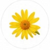 Arnica Montana flower – key ingredient