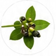 Jaborandi leaves and berries – key ingredient