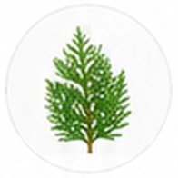 Thuja leaves – key ingredient