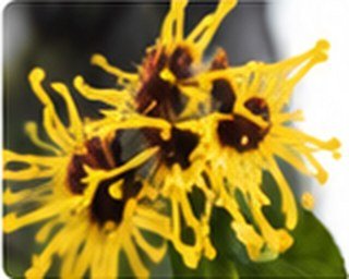 Witch hazel flowers – key ingredient