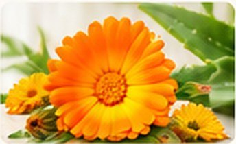 Fresh calendula marigold flowers and aloe vera