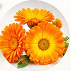 Calendula (marigold) flowers – key ingredient