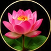 Nuphar Lut. Q – ingredient of Vigor Life Forte Drops