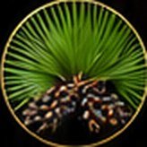 Sabal Serr. Q – ingredient of Vigor Life Forte Drops