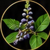 Agnus Cast. Q – ingredient of Vigor Life Forte Drops