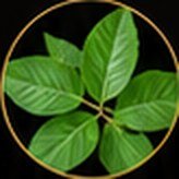 Aegle Folia Q – ingredient of Vigor Life Forte Drops