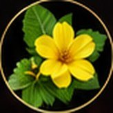 Damiana Q – ingredient of Vigor Life Forte Drops